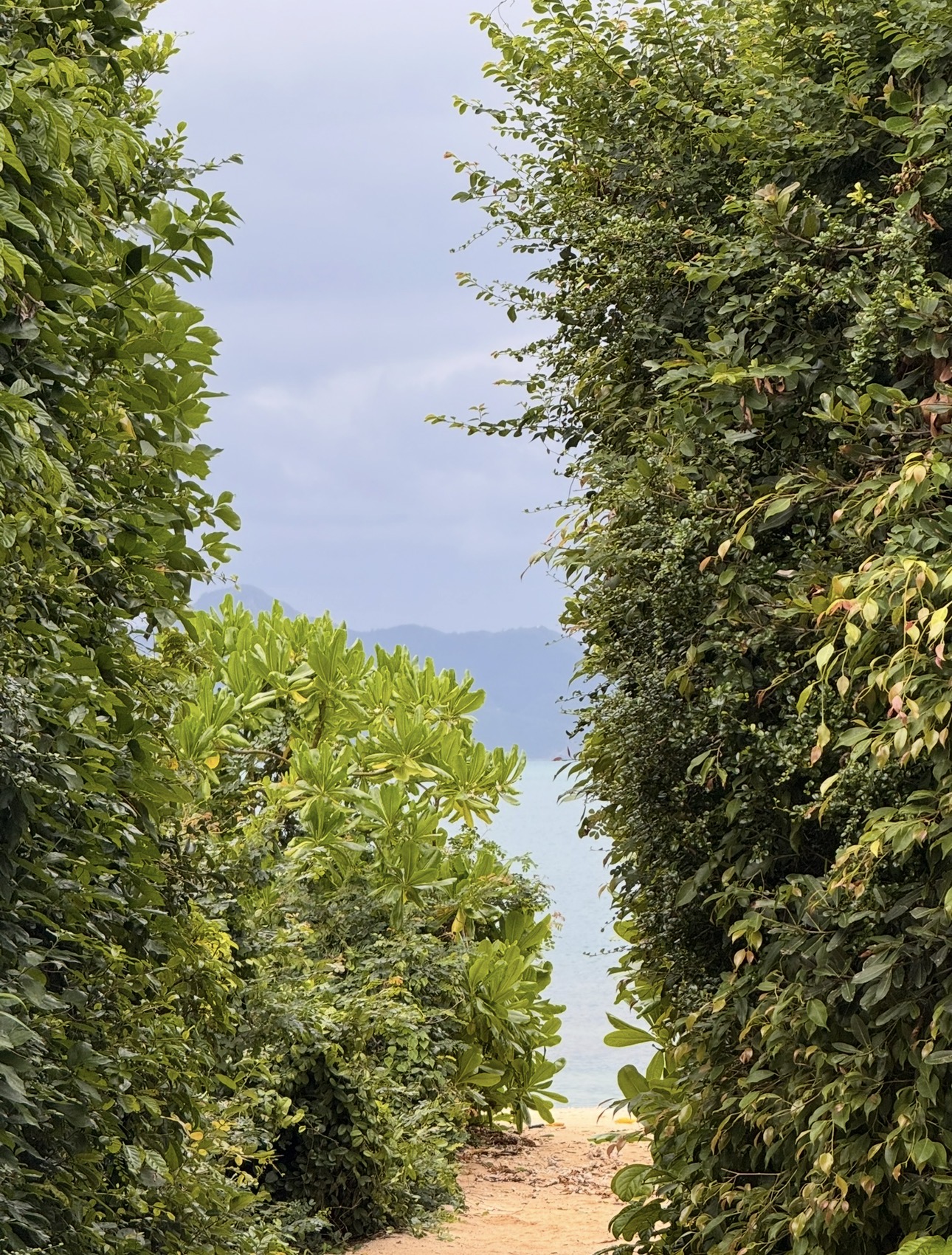 A quiet path opening toward the ocean, framed by dense green foliage.